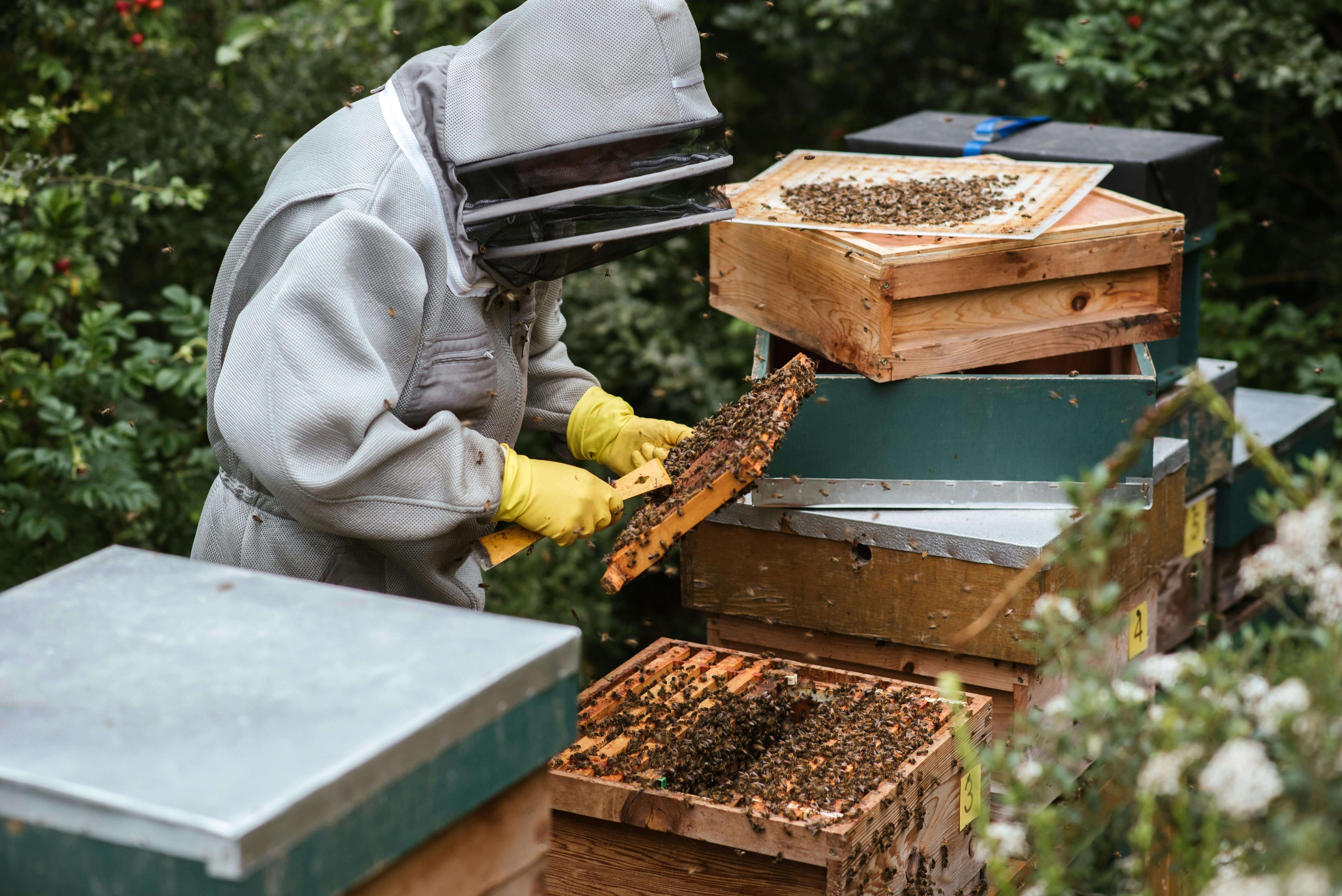 beekeeper collecting honey from honey comb 